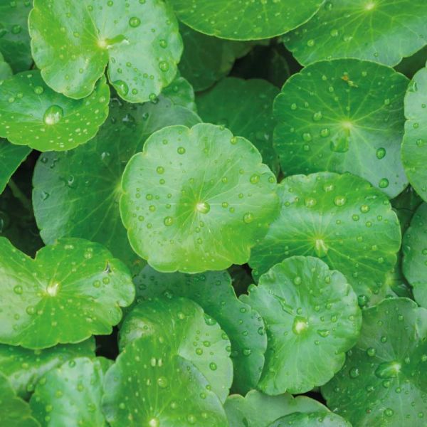 Центелла азіатська — рослина довголіття та справжня сила природи для здорової шкіри 🌱